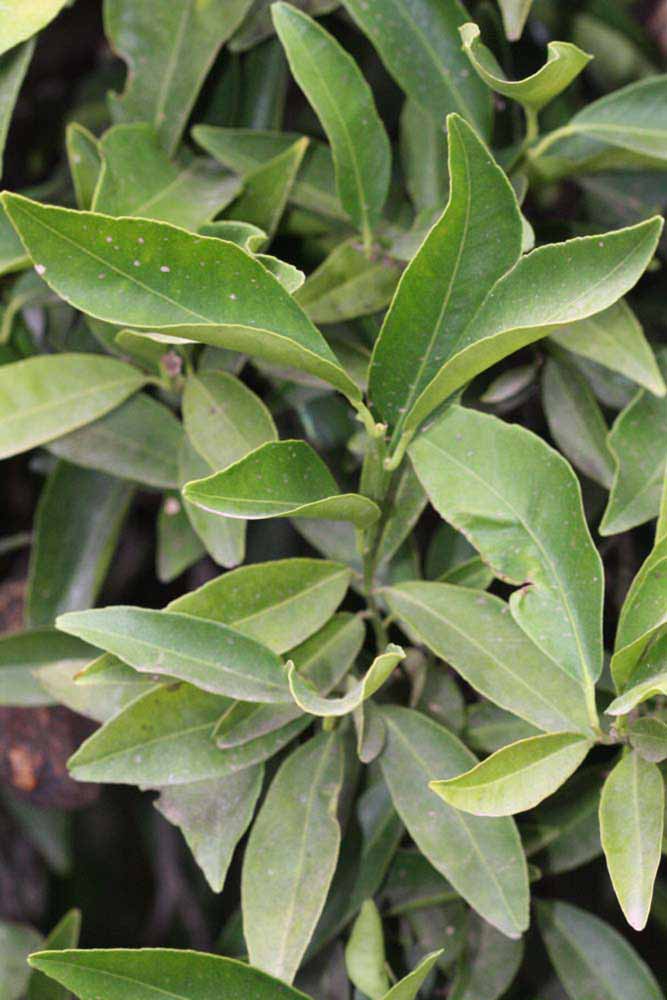              Sun leaves (Riverside, CA)       